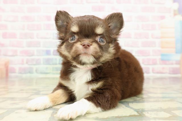 茨城県のチワワ(ロング) (Coo&RIKU牛久店/2025年10月19日生まれ/女の子/チョコレートタンホワイト)の子犬の2枚目の画像