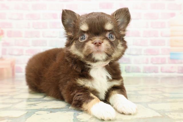 茨城県のチワワ(ロング) (Coo&RIKU牛久店/2025年10月19日生まれ/女の子/チョコレートタンホワイト)の子犬の3枚目の画像