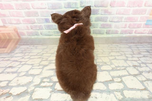 茨城県のチワワ(ロング) (Coo&RIKU牛久店/2025年10月19日生まれ/女の子/チョコレートタンホワイト)の子犬の4枚目の画像