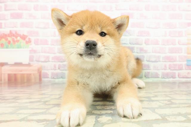 山梨県の柴犬(標準サイズ) (Coo&RIKU甲府昭和通り店/2025年10月21日生まれ/女の子/赤)の子犬の1枚目の画像