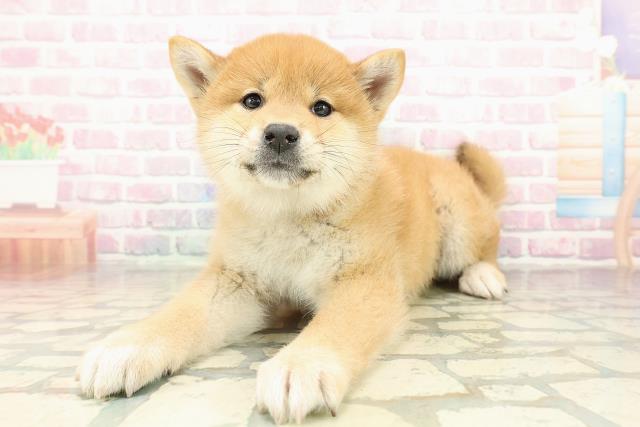 山梨県の柴犬(標準サイズ) (Coo&RIKU甲府昭和通り店/2025年10月21日生まれ/女の子/赤)の子犬の2枚目の画像