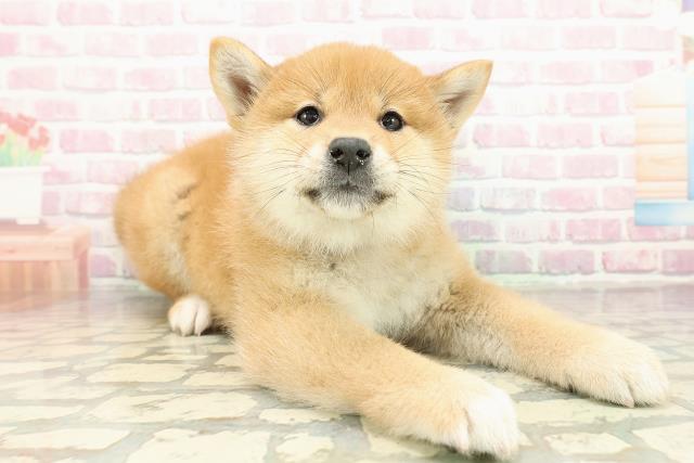 山梨県の柴犬(標準サイズ) (Coo&RIKU甲府昭和通り店/2025年10月21日生まれ/女の子/赤)の子犬の3枚目の画像