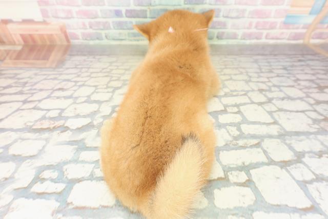 山梨県の柴犬(標準サイズ) (Coo&RIKU甲府昭和通り店/2025年10月21日生まれ/女の子/赤)の子犬の4枚目の画像