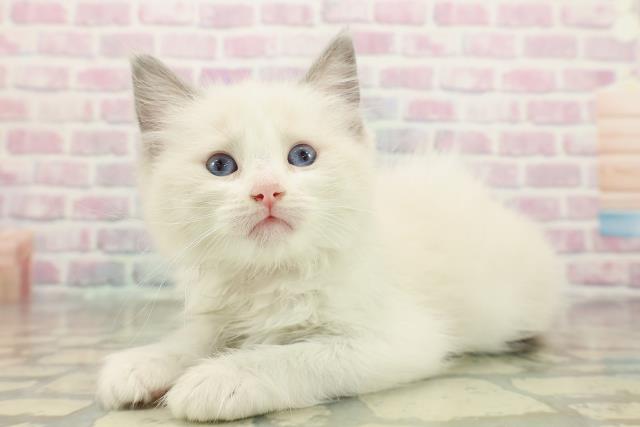 神奈川県のラグドール (Coo&RIKU横須賀店/2025年10月22日生まれ/女の子/ブルーポイントバイカラー)の子猫の2枚目の画像