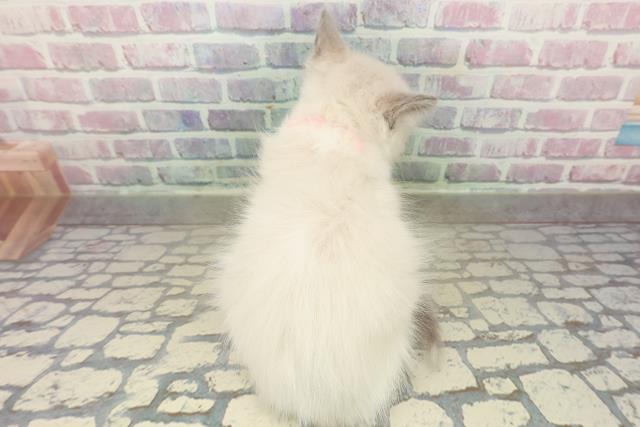 神奈川県のラグドール (Coo&RIKU横須賀店/2025年10月22日生まれ/女の子/ブルーポイントバイカラー)の子猫の4枚目の画像