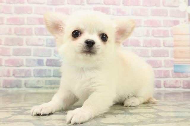 茨城県のチワワ(ロング) (Coo&RIKU石岡店/2025年10月23日生まれ/男の子/クリーム)の子犬の2枚目の画像