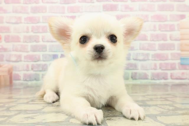 茨城県のチワワ(ロング) (Coo&RIKU石岡店/2025年10月23日生まれ/男の子/クリーム)の子犬の3枚目の画像