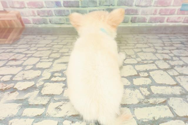 茨城県のチワワ(ロング) (Coo&RIKU石岡店/2025年10月23日生まれ/男の子/クリーム)の子犬の4枚目の画像