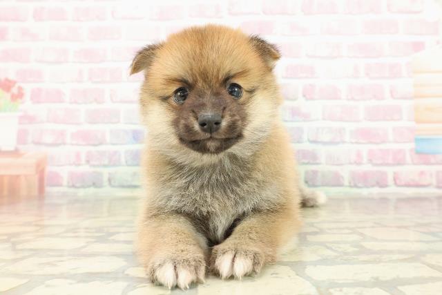 神奈川県のポメ柴/豆ポメ/ポメ豆柴(ポメラニアン×柴犬) (Coo&RIKU江の島店/2025年10月20日生まれ/男の子/赤)の子犬の1枚目の画像
