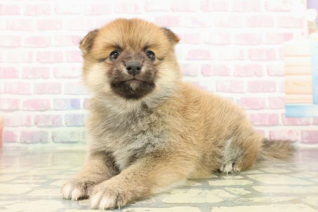 神奈川県のポメ柴/豆ポメ/ポメ豆柴(ポメラニアン×柴犬) (Coo&RIKU江の島店/2025年10月20日生まれ/男の子/赤)の子犬の2枚目の画像