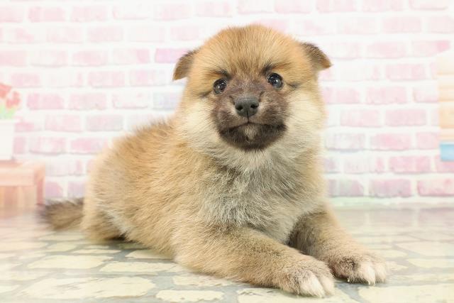 神奈川県のポメ柴/豆ポメ/ポメ豆柴(ポメラニアン×柴犬) (Coo&RIKU江の島店/2025年10月20日生まれ/男の子/赤)の子犬の3枚目の画像