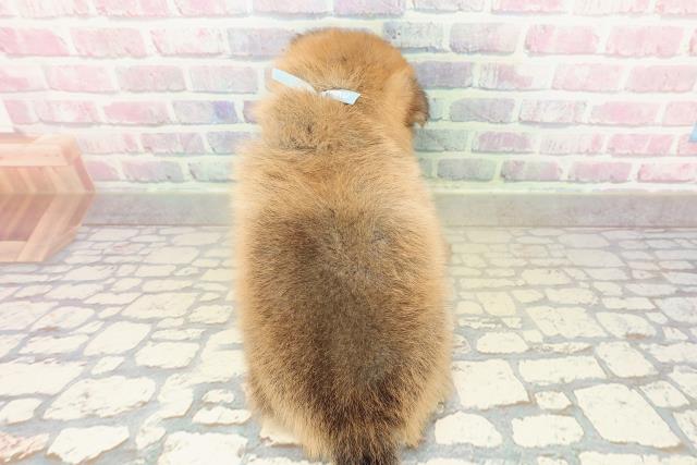 神奈川県のポメ柴/豆ポメ/ポメ豆柴(ポメラニアン×柴犬) (Coo&RIKU江の島店/2025年10月20日生まれ/男の子/赤)の子犬の4枚目の画像