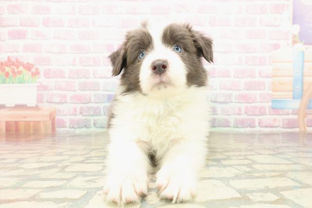 神奈川県のボーダーコリー (Coo&RIKU横須賀店/2025年10月21日生まれ/男の子/ブルーホワイト)の子犬の1枚目の画像