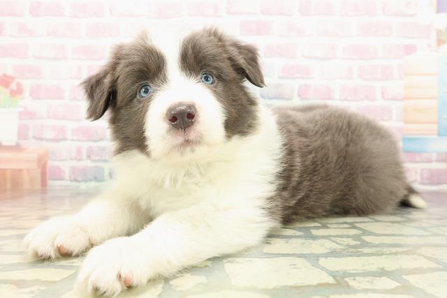 神奈川県のボーダーコリー (Coo&RIKU横須賀店/2025年10月21日生まれ/男の子/ブルーホワイト)の子犬の2枚目の画像