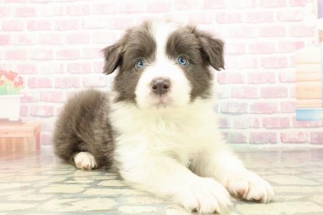 神奈川県のボーダーコリー (Coo&RIKU横須賀店/2025年10月21日生まれ/男の子/ブルーホワイト)の子犬の3枚目の画像