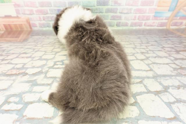 神奈川県のボーダーコリー (Coo&RIKU横須賀店/2025年10月21日生まれ/男の子/ブルーホワイト)の子犬の4枚目の画像