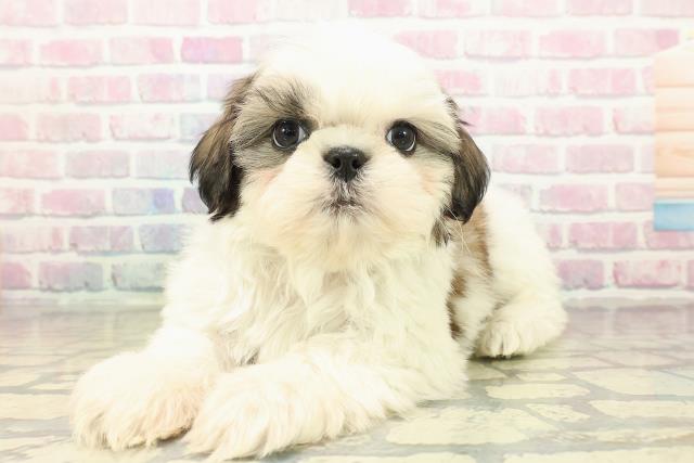 茨城県のシーズー (Coo&RIKU筑西店/2025年10月18日生まれ/男の子/ホワイトゴールド)の子犬の2枚目の画像