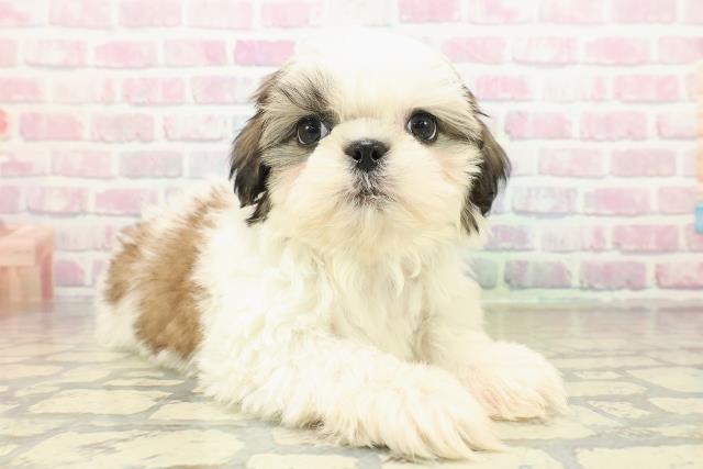 茨城県のシーズー (Coo&RIKU筑西店/2025年10月18日生まれ/男の子/ホワイトゴールド)の子犬の3枚目の画像