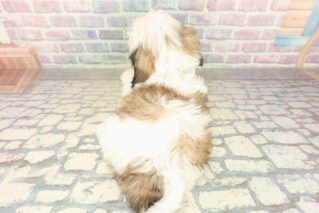 茨城県のシーズー (Coo&RIKU筑西店/2025年10月18日生まれ/男の子/ホワイトゴールド)の子犬の4枚目の画像