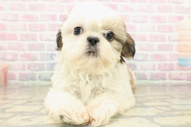 神奈川県のシーズー (Coo&RIKU横浜港南台店/2025年10月18日生まれ/男の子/ホワイトゴールド)の子犬の1枚目の画像
