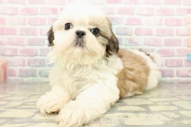 神奈川県のシーズー (Coo&RIKU横浜港南台店/2025年10月18日生まれ/男の子/ホワイトゴールド)の子犬の2枚目の画像