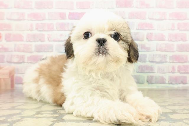 神奈川県のシーズー (Coo&RIKU横浜港南台店/2025年10月18日生まれ/男の子/ホワイトゴールド)の子犬の3枚目の画像