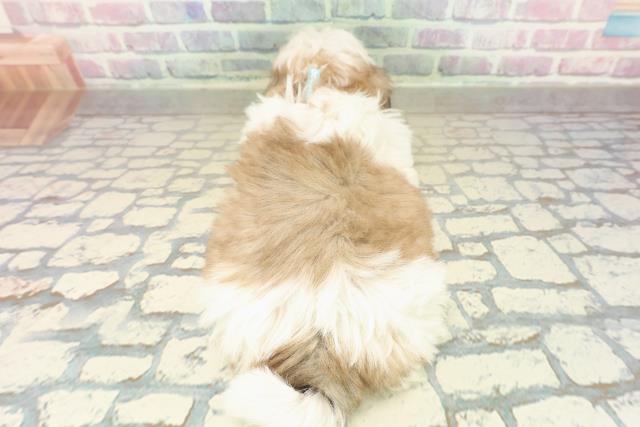 神奈川県のシーズー (Coo&RIKU横浜港南台店/2025年10月18日生まれ/男の子/ホワイトゴールド)の子犬の4枚目の画像