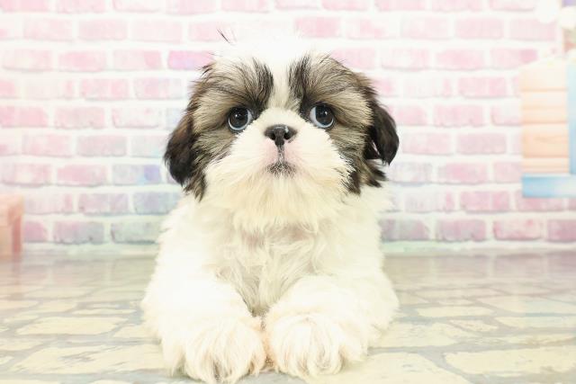 神奈川県のシーズー (Coo&RIKU横須賀店/2025年10月18日生まれ/女の子/ホワイトゴールド)の子犬の1枚目の画像