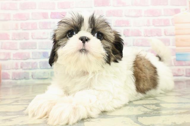 神奈川県のシーズー (Coo&RIKU横須賀店/2025年10月18日生まれ/女の子/ホワイトゴールド)の子犬の2枚目の画像