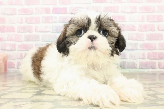 神奈川県のシーズー (Coo&RIKU横須賀店/2025年10月18日生まれ/女の子/ホワイトゴールド)の子犬の3枚目の画像