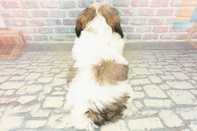 神奈川県のシーズー (Coo&RIKU横須賀店/2025年10月18日生まれ/女の子/ホワイトゴールド)の子犬の4枚目の画像