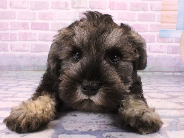 大阪府のミニチュアシュナウザー (Coo&RIKU枚方店/2025年10月19日生まれ/男の子/ソルトペッパー)の子犬の1枚目の画像