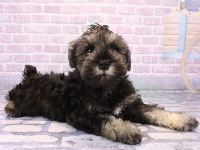 大阪府のミニチュアシュナウザー (Coo&RIKU枚方店/2025年10月19日生まれ/男の子/ソルトペッパー)の子犬の2枚目の画像