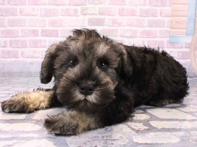 大阪府のミニチュアシュナウザー (Coo&RIKU枚方店/2025年10月19日生まれ/男の子/ソルトペッパー)の子犬の3枚目の画像