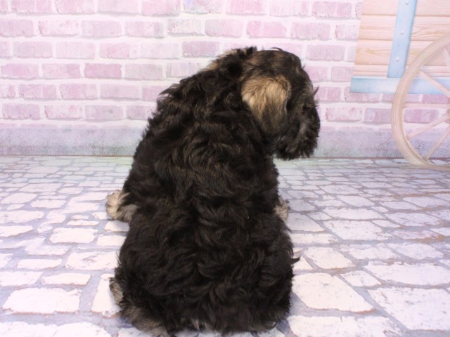 大阪府のミニチュアシュナウザー (Coo&RIKU枚方店/2025年10月19日生まれ/男の子/ソルトペッパー)の子犬の4枚目の画像