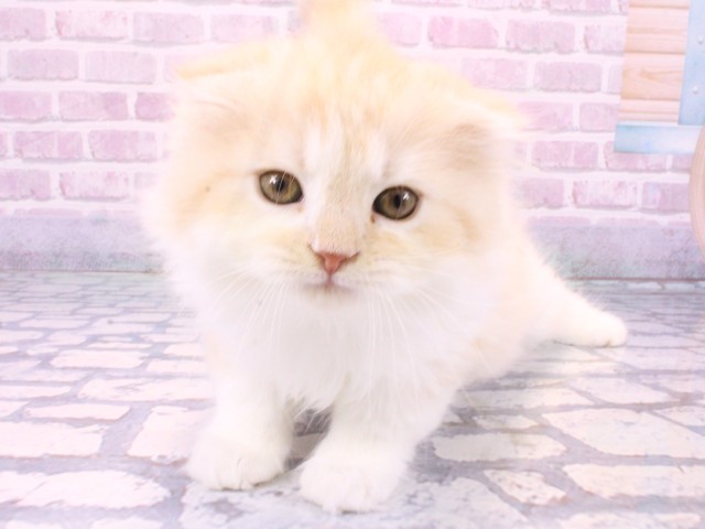大阪府のスコティッシュフォールド (Coo&RIKU高槻店/2025年10月22日生まれ/男の子/クリームタビーホワイト)の子猫の1枚目の画像
