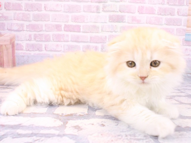 大阪府のスコティッシュフォールド (Coo&RIKU高槻店/2025年10月22日生まれ/男の子/クリームタビーホワイト)の子猫の2枚目の画像