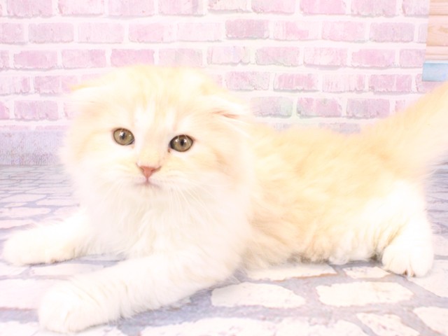 大阪府のスコティッシュフォールド (Coo&RIKU高槻店/2025年10月22日生まれ/男の子/クリームタビーホワイト)の子猫の3枚目の画像