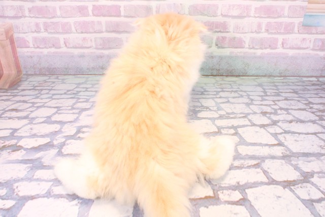 大阪府のスコティッシュフォールド (Coo&RIKU高槻店/2025年10月22日生まれ/男の子/クリームタビーホワイト)の子猫の4枚目の画像