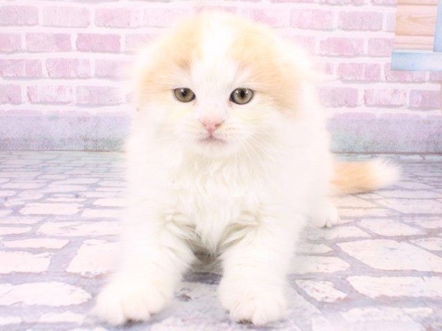 大阪府のスコティッシュフォールド (Coo&RIKU和泉店/2025年10月22日生まれ/男の子/クリームタビーホワイト)の子猫の1枚目の画像