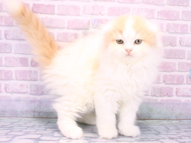 大阪府のスコティッシュフォールド (Coo&RIKU和泉店/2025年10月22日生まれ/男の子/クリームタビーホワイト)の子猫の2枚目の画像