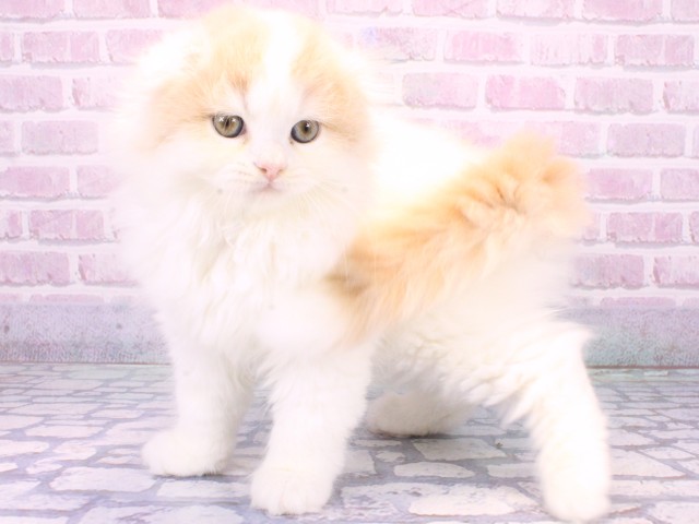 大阪府のスコティッシュフォールド (Coo&RIKU和泉店/2025年10月22日生まれ/男の子/クリームタビーホワイト)の子猫の3枚目の画像