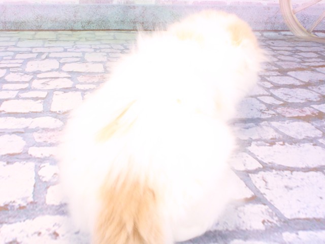 大阪府のスコティッシュフォールド (Coo&RIKU和泉店/2025年10月22日生まれ/男の子/クリームタビーホワイト)の子猫の4枚目の画像