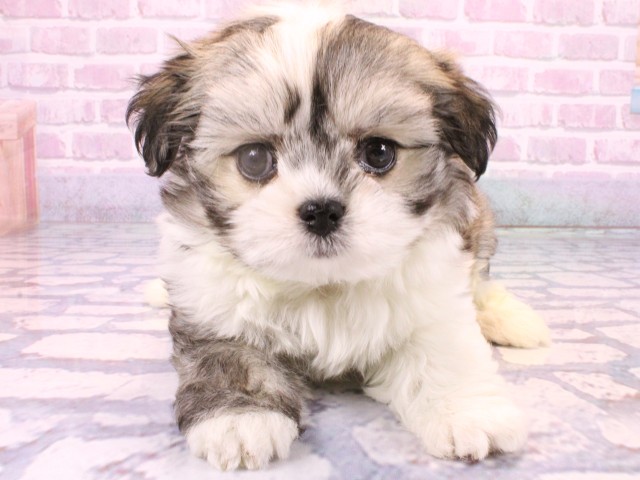 大阪府のチワマル/マルチワ(チワワ×マルチーズ) (Coo&RIKU茶屋町店/2025年10月22日生まれ/女の子/フォーンホワイト)の子犬の1枚目の画像