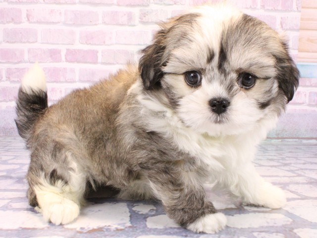 大阪府のチワマル/マルチワ(チワワ×マルチーズ) (Coo&RIKU茶屋町店/2025年10月22日生まれ/女の子/フォーンホワイト)の子犬の2枚目の画像