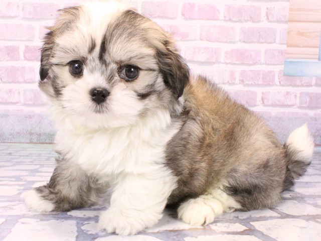 大阪府のチワマル/マルチワ(チワワ×マルチーズ) (Coo&RIKU茶屋町店/2025年10月22日生まれ/女の子/フォーンホワイト)の子犬の3枚目の画像