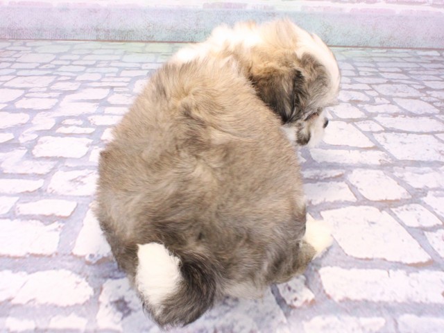 大阪府のチワマル/マルチワ(チワワ×マルチーズ) (Coo&RIKU茶屋町店/2025年10月22日生まれ/女の子/フォーンホワイト)の子犬の4枚目の画像