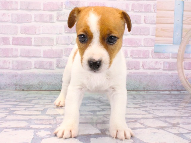 大阪府のジャックラッセルテリア (Coo&RIKU枚方店/2025年10月22日生まれ/男の子/タンホワイト)の子犬の1枚目の画像