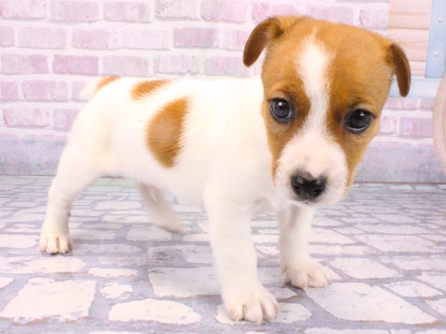 大阪府のジャックラッセルテリア (Coo&RIKU枚方店/2025年10月22日生まれ/男の子/タンホワイト)の子犬の2枚目の画像