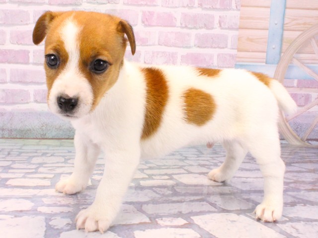 大阪府のジャックラッセルテリア (Coo&RIKU枚方店/2025年10月22日生まれ/男の子/タンホワイト)の子犬の3枚目の画像